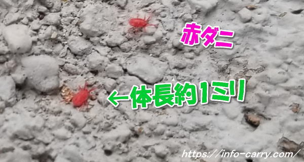コンクリートに赤い虫が大量発生「赤ダニ」の4つの効果的な駆除法